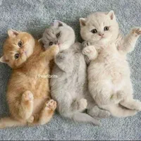 گربه های زیبا و اصیل (پرشین / بریتیش / اسکاتیش )