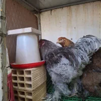 جوجه نیمچه مرغ خروس|حیوانات مزرعه|اندیشه, اندیشه فاز ۵|دیوار