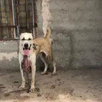 گمشده