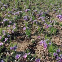 فروش گل زعفران|عمدهفروشی|تربتحیدریه, ترمینال|دیوار