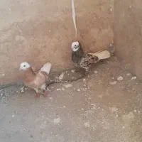 جفت کبوترشازده. توضیحات اول بخون