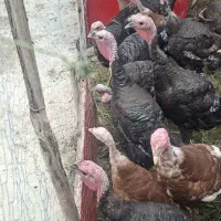 بوقلمون نرو ماده 10 ماهه