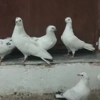 کبوتر|پرنده|آذرشهر, |دیوار