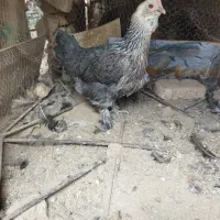 تخم نطفه دار نژاددار مارانس مرندی گلین زابلی براکل