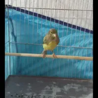 قناری سهره|پرنده|شیراز, میانرود|دیوار