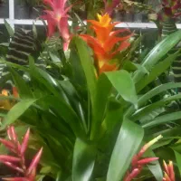 فروش گلهای اپارتمانی و تزئینی خاص