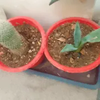 ابچکان دومتری و|حراج|شیروان (خراسان), |دیوار