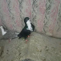 مجسمه کبوتر