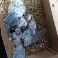 ردچیک سانچیک گرینچیک مونچیک|پرنده|اصفهان, عطار نیشابوری|دیوار