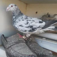 هفت رنگ ماده