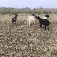 بز ابستن|حیوانات مزرعه|خان ببین, |دیوار