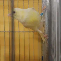 فروش فوری قناری ماده تن نخورده