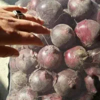 تامین پیاز بدون ریسک کیفیت‌ آماده ارسال به تره بار