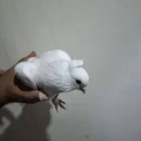 یک عدد کبوتر سفید بالغ نر دستی