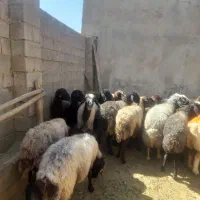 میش افشاری مال خونگی