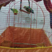 به دلیل مهاجرت|پرنده|قائم‌شهر, |دیوار