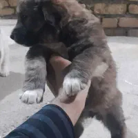 واگذاری توله رایگان