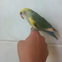 کوتوله فوق دستی کار داد ه  به شرط