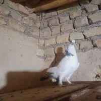 پرنده|پرنده|کوهدشت, |دیوار