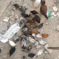 جوجه محلی
