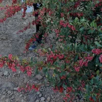 زرشک چینی و اصلاح درخت