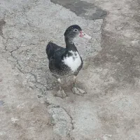 اوردکخارجی|حیوانات مزرعه|گل تپه, |دیوار