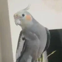 دوتا عروس هلندی گمشده