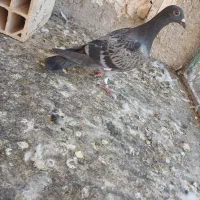 گرفتنی