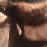 گوساله ماده