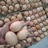 تخم مرغ رسمی دونه ای ۲۷ هزارتومان