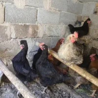مرغ.محلی15عدرجه.یک|حیوانات مزرعه|رزن, |دیوار