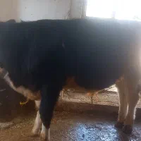 گوساله سیمینتال ۹ ماهه ۲۶۰ کیلو|حیوانات مزرعه|ویسیان, |دیوار