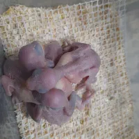 سبز|پرنده|قم, باغ اشرافی|دیوار