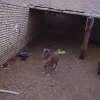 سگ‌خراسانی‌گله‌ای