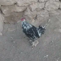 فروش مرغ وخروس وجوجه