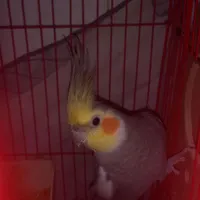 گم شده