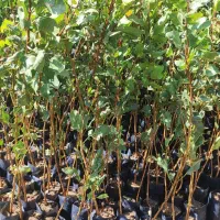 پشته پایه هیبریدی و پسته پایه امریکایی