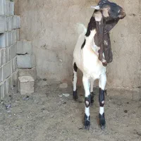 کهره نر پاکستانی|حیوانات مزرعه|طسوج, |دیوار