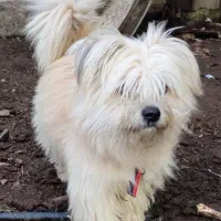 سگ پاکوتاه تریر