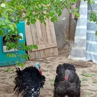 بوقلمون طبیعی