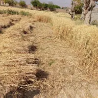 گندم چینی