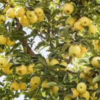 فروش باغ ۱۵ هزار متری در بخش کندوان میانه