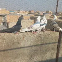 کبوتر تهرانی