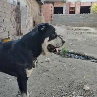سگ‌افغان‌قیمت‌15سگ‌خوبیه