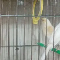 کاسکو مینا عروس هلندی کوتوله قناری مرغ عشق سهره|پرنده|اصفهان, کوجان|دیوار