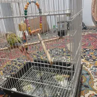طوطی گرینچیک