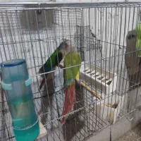 دوجفت گرینچیک مولد تضمینی|پرنده|مهاباد (آذربایجان غربی), |دیوار