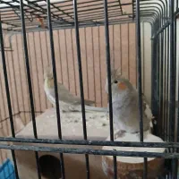 دوجفت عروس هلندی