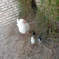 مرغ و جوجه عربی