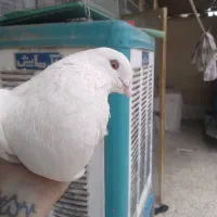 کبوتر چشم پرتقالی اصیل